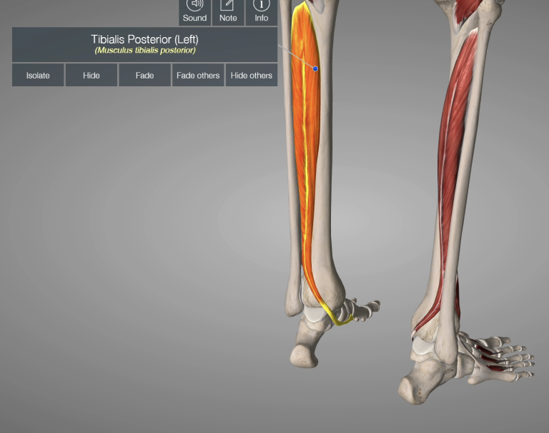 tibialis posterior tendon anatomy image